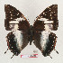  (Charaxes bouyeri - BC-EV1321)  @14 [ ] Unspecified (default): All Rights Reserved  Unspecified Unspecified