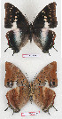  ( - BC-EV1332)  @13 [ ] Unspecified (default): All Rights Reserved  Unspecified Unspecified