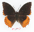  (Charaxes protoclea cedreici - BC-EV1350)  @14 [ ] Unspecified (default): All Rights Reserved  Unspecified Unspecified