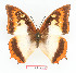  (Charaxes protoclea catenaria - BC-EV1352)  @14 [ ] Unspecified (default): All Rights Reserved  Unspecified Unspecified