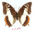  (Charaxes protoclea nothodes - BC-EV1358)  @14 [ ] Unspecified (default): All Rights Reserved  Unspecified Unspecified