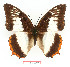  ( - BC-EV1361)  @14 [ ] Unspecified (default): All Rights Reserved  Unspecified Unspecified