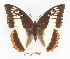  (Charaxes protoclea protoclea - BC-EV1364)  @14 [ ] Unspecified (default): All Rights Reserved  Unspecified Unspecified