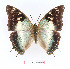  (Charaxes diversiforma - BC-EV1399)  @15 [ ] Unspecified (default): All Rights Reserved  Unspecified Unspecified