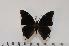  (Charaxes galleyanus - BC-Turl -0016)  @14 [ ] Unspecified (default): All Rights Reserved  Unspecified Unspecified