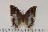  (Charaxes baileyi - BC-Turl -0035)  @14 [ ] Unspecified (default): All Rights Reserved  Unspecified Unspecified