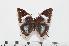  (Charaxes cedreatis f.vetula - BC-Turl -0043)  @13 [ ] Unspecified (default): All Rights Reserved  Unspecified Unspecified