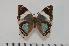  (Charaxes subrubidus f.atribasis - BC-Turl -0085)  @14 [ ] Unspecified (default): All Rights Reserved  Unspecified Unspecified