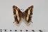  (Charaxes bernstorffi - BC-Turl -0093)  @13 [ ] Unspecified (default): All Rights Reserved  Unspecified Unspecified