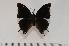  (Charaxes usambarae usambarae - BC-Turl -0103)  @14 [ ] Unspecified (default): All Rights Reserved  Unspecified Unspecified