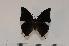  (Charaxes mccleeryi - BC-Turl -0117)  @14 [ ] Unspecified (default): All Rights Reserved  Unspecified Unspecified