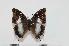  (Charaxes chunguensis - BC-Turl -0123)  @14 [ ] Unspecified (default): All Rights Reserved  Unspecified Unspecified