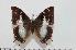  (Charaxes congdoni - BC-Turl -0126)  @14 [ ] Unspecified (default): All Rights Reserved  Unspecified Unspecified