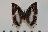  (Charaxes margaretae - BC-Turl -0129)  @14 [ ] Unspecified (default): All Rights Reserved  Unspecified Unspecified