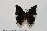  (Charaxes pondoensis - BC-Turl -0150)  @14 [ ] Unspecified (default): All Rights Reserved  Unspecified Unspecified