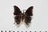  (Charaxes kirki kirki - BC-Turl -0159)  @14 [ ] Unspecified (default): All Rights Reserved  Unspecified Unspecified