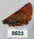  (Ochlodes sylvicola - CSG08523)  @12 [ ] Unspecified (default): All Rights Reserved  Unspecified Unspecified