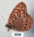  (Kirinia epimenides - CSG08539)  @12 [ ] Unspecified (default): All Rights Reserved  Unspecified Unspecified