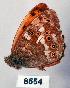  (Kirinia eversmanni - CSG08554)  @13 [ ] Unspecified (default): All Rights Reserved  Unspecified Unspecified