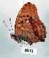  (Argynnis sagana - CSG08913)  @12 [ ] Unspecified (default): All Rights Reserved  Unspecified Unspecified