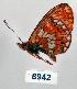  (Boloria oscarus - CSG08942)  @14 [ ] Unspecified (default): All Rights Reserved  Unspecified Unspecified