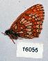  (Melitaea ambigua - CSG16055)  @12 [ ] Unspecified (default): All Rights Reserved  Unspecified Unspecified