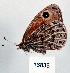  (Boeberia parmenio - CSG16836)  @14 [ ] Unspecified (default): All Rights Reserved  Unspecified Unspecified