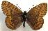  (Boloria natazhati - ENT002-002475)  @13 [ ] Unspecified (default): All Rights Reserved  Unspecified Unspecified