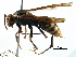  (Polistes rothneyi - BIOUG25661-F03)  @15 [ ] CreativeCommons - Attribution (2016) CBG Photography Group Centre for Biodiversity Genomics