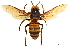  (Vespa mandarinia - BIOUG26171-B05)  @14 [ ] CreativeCommons - Attribution (2018) CBG Photography Group Centre for Biodiversity Genomics