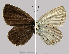  ( - RVcoll.07-E526)  @12 [ ] Copyright (2010) Unspecified Institute of Evolutionary Biology
