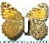  ( - RVcoll.08-M665)  @13 [ ] Copyright (2010) Unspecified Institute of Evolutionary Biology