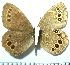  ( - RVcoll.08-M667)  @13 [ ] Copyright (2010) Unspecified Institute of Evolutionary Biology