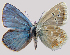  ( - RVcoll.08-M735)  @12 [ ] Copyright (2010) Unspecified Institute of Evolutionary Biology