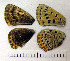  ( - RVcoll.07-D299)  @12 [ ] Copyright (2010) Unspecified Institute of Evolutionary Biology