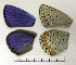  ( - RVcoll.08-M285)  @12 [ ] Copyright (2010) Unspecified Institute of Evolutionary Biology