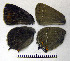  ( - RVcoll.08-M383)  @12 [ ] Copyright (2010) Unspecified Institute of Evolutionary Biology