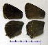  ( - RVcoll.08-M429)  @12 [ ] Copyright (2010) Unspecified Institute of Evolutionary Biology