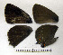  ( - RVcoll.08-M431)  @12 [ ] Copyright (2010) Unspecified Institute of Evolutionary Biology