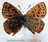  ( - RVcoll.07-D262)  @13 [ ] Copyright (2010) Unspecified Institute of Evolutionary Biology