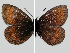 ( - RVcoll.08-M789)  @13 [ ] Copyright (2010) Unspecified Institute of Evolutionary Biology