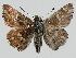  ( - RVcoll.08-M794)  @13 [ ] Copyright (2010) Unspecified Institute of Evolutionary Biology