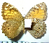  ( - RVcoll.08-M664)  @13 [ ] Copyright (2010) Unspecified Institute of Evolutionary Biology