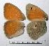  ( - RV-07-D208)  @12 [ ] Copyright (2010) Unspecified Institute of Evolutionary Biology
