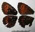  ( - RV-07-C149)  @12 [ ] Copyright (2010) Unspecified Institute of Evolutionary Biology