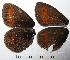  ( - RV-07-C146)  @12 [ ] Copyright (2010) Unspecified Institute of Evolutionary Biology
