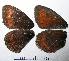  ( - RV-07-C147)  @12 [ ] Copyright (2010) Unspecified Institute of Evolutionary Biology