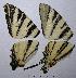  ( - RV-06-K576)  @12 [ ] Copyright (2010) Unspecified Institute of Evolutionary Biology