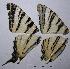  ( - RV-07-D235)  @12 [ ] Copyright (2010) Unspecified Institute of Evolutionary Biology