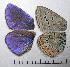 ( - RV-06-M854)  @12 [ ] Copyright (2010) Unspecified Institute of Evolutionary Biology